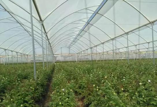 全国最大的玫瑰花基地,世界最著名玫瑰基地