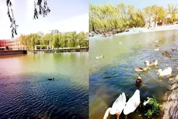 沈阳师范大学回忆,再见青春再见过往