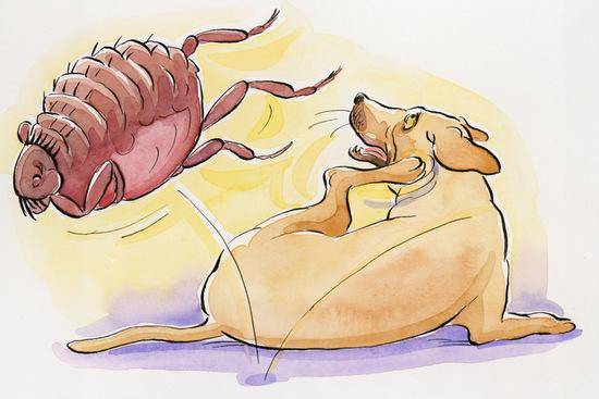 618宠物驱虫药活动,618宠物热卖