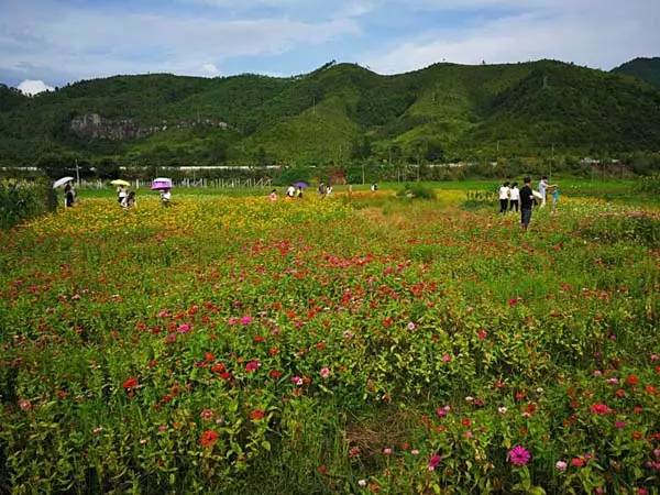 我在这里等你!格桑花怒放喜迎大批摄影“发烧友”