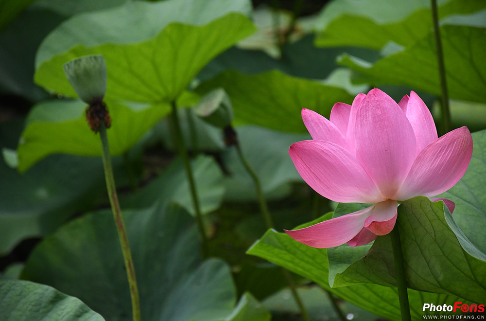 尼康d7500实拍测评,尼康d7500配50-1.8镜头拍什么最好