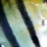 燕子神仙鱼怎么分公母,神仙燕子鱼的生活习性和特征