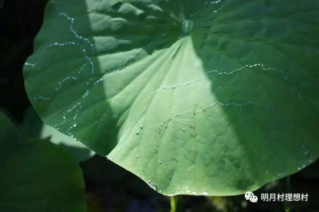 成都明月村值得去吗,成都附近的明月村在哪里