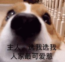 狗和男朋友之间该怎么选,狗子和男朋友选哪个