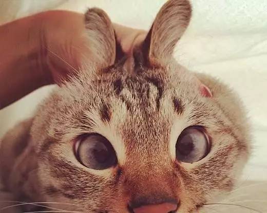 喵子这么漂亮的大眼睛，光是漂亮我多舍不得让他生结膜炎