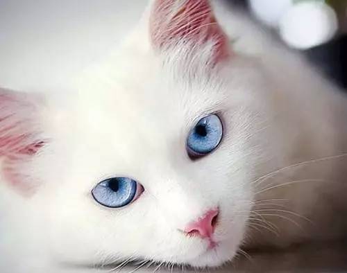 喵子这么漂亮的大眼睛，光是漂亮我多舍不得让他生结膜炎