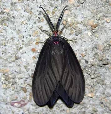 那些你不知道的益虫,虫害防治最简单的办法