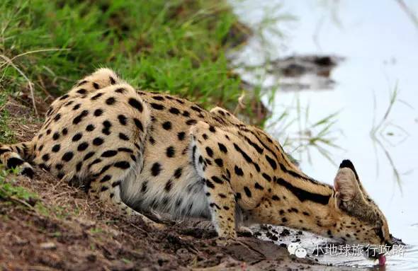 可能是最全的,肯尼亚坦桑尼亚动物百科。小地球耗时一周整理!