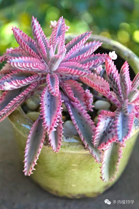 最具升值价值的多肉,半阴半阳的多肉有哪些