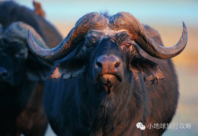 可能是最全的,肯尼亚坦桑尼亚动物百科。小地球耗时一周整理!