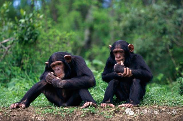 可能是最全的,肯尼亚坦桑尼亚动物百科。小地球耗时一周整理!