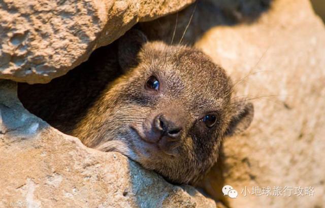可能是最全的,肯尼亚坦桑尼亚动物百科。小地球耗时一周整理!
