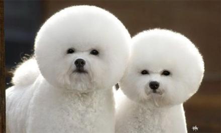 元宵节，谁是你心中的“小汤圆”？