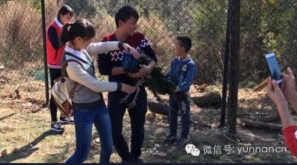 孔雀被拔羽毛事件,云南动物园孔雀被吓死