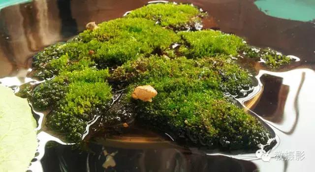 精美微距摄影欣赏蜗牛,微距蜗牛拍摄技巧视频