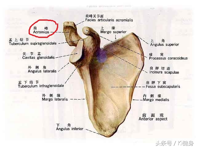 想练基本功要怎么说,肩膀的肩肌如何训练最有效