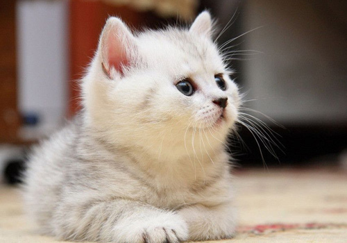 小猫咪食量突然增大,小猫咪怎么学会控制食量