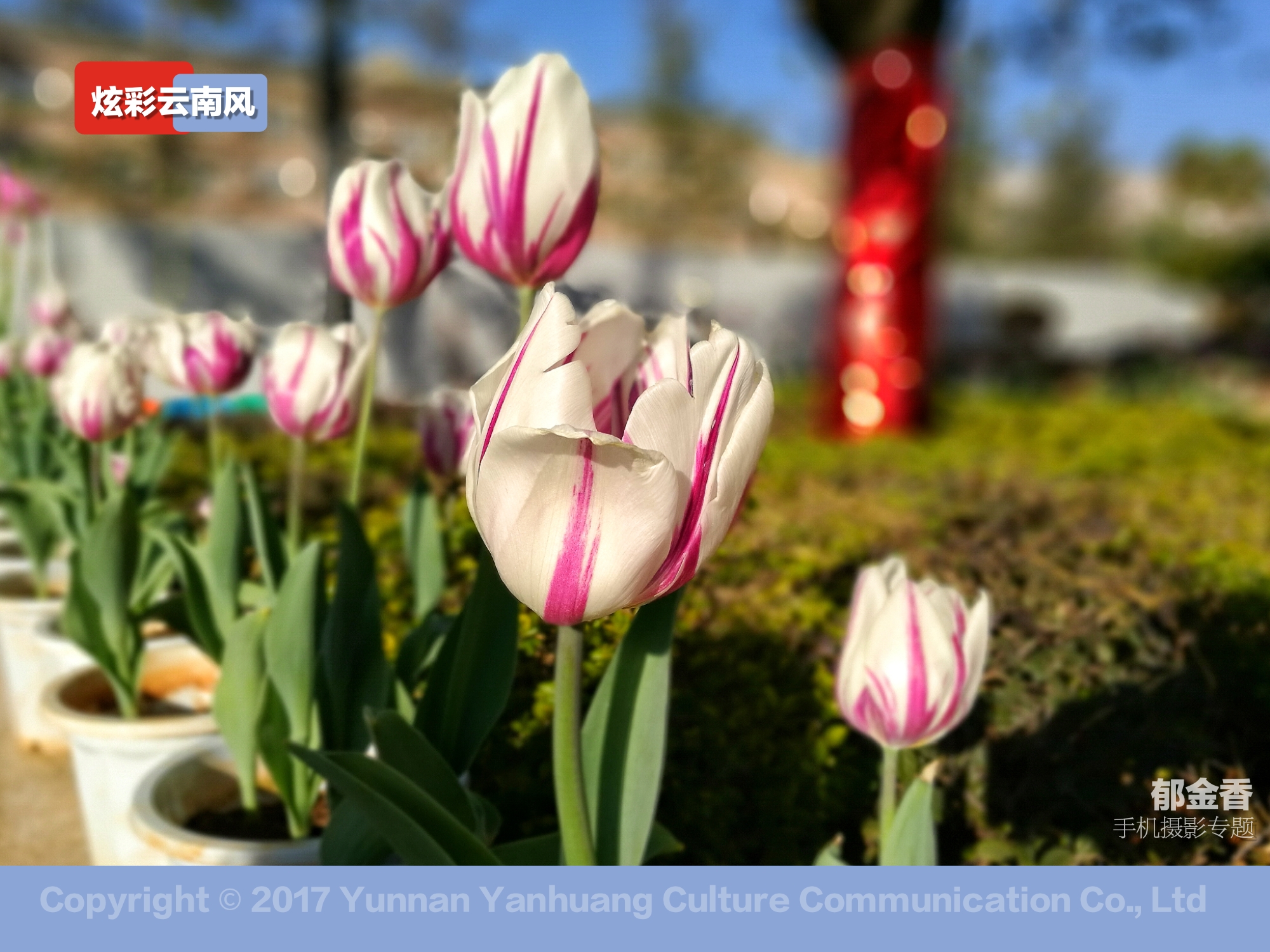 手机拍摄唯美的郁金香,荷兰国花郁金香造型