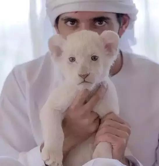沙特最帅王子哈曼丹,阿联酋王子哈曼丹照片