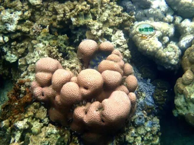 令人毛骨悚然的帕劳国家美食,去帕劳必吃的东西