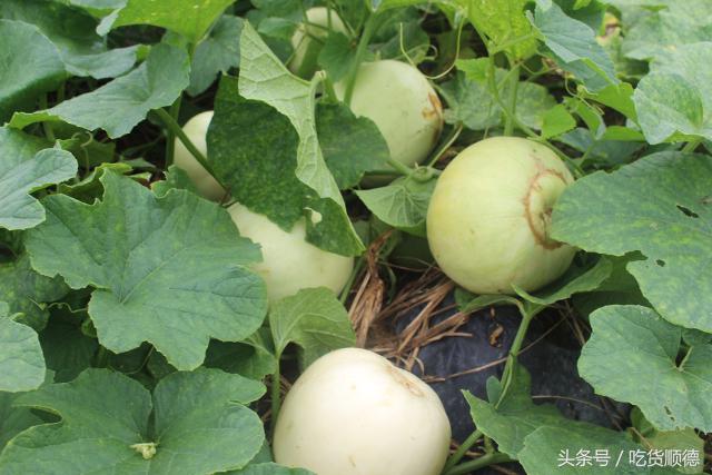 高明可以摘水果的农庄,高明60亩农庄