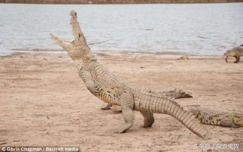 咬合力最强的动物鳄鱼,鳄鱼系列上咬合力最强的动物