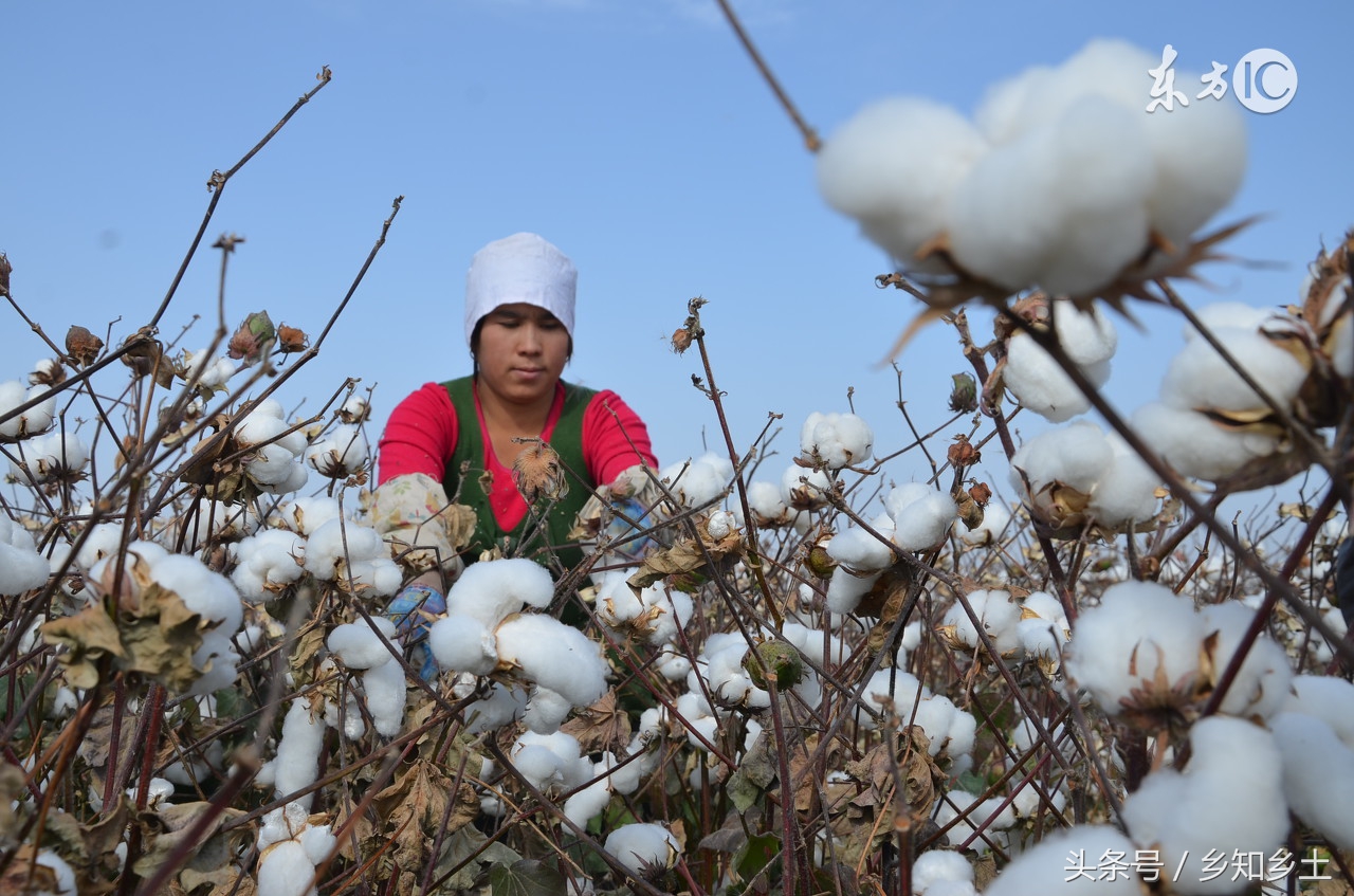 棉花品质主要看哪些方面,什么样的棉花