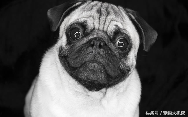 巴哥犬是中国本土狗吗,巴哥狗又叫沙皮狗吗