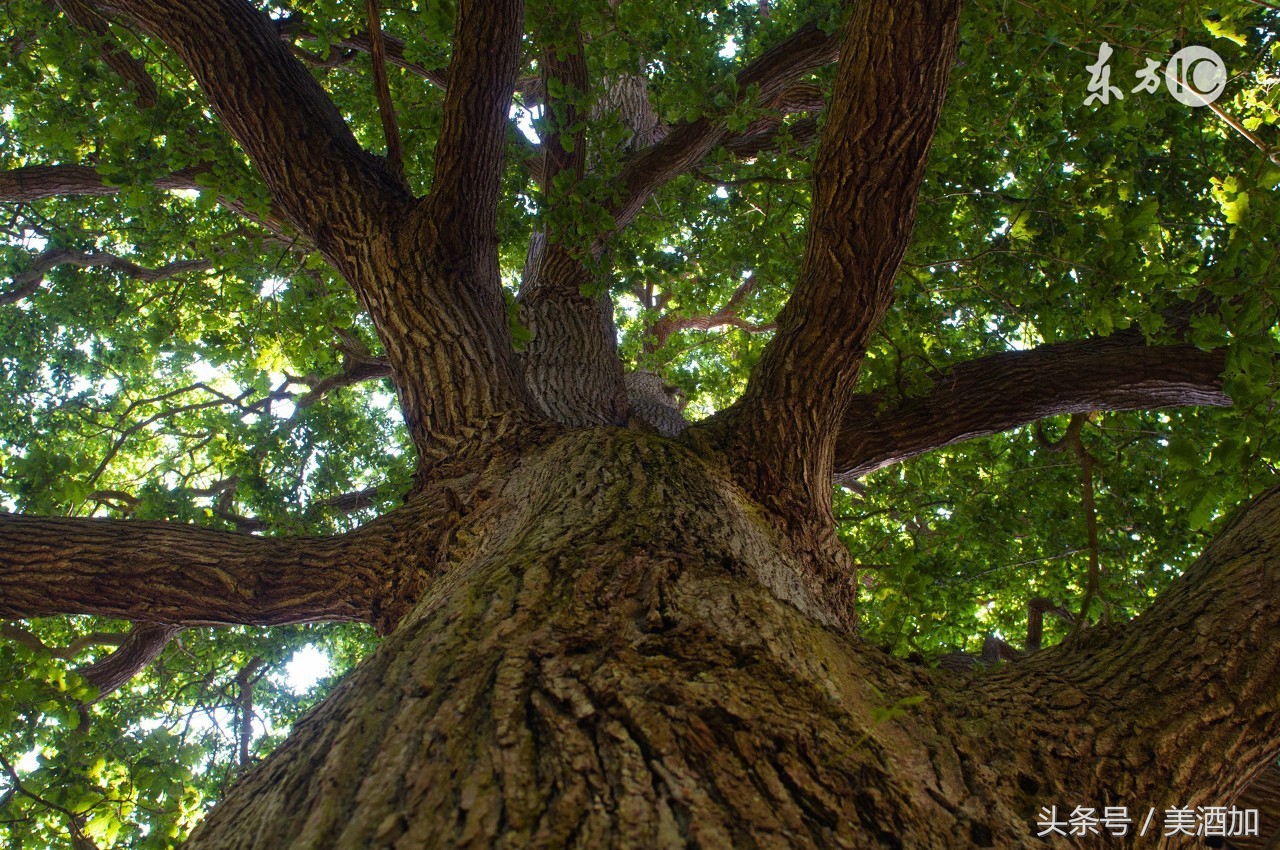 这些食物虽然苦涩，却能培养出优质的红酒
