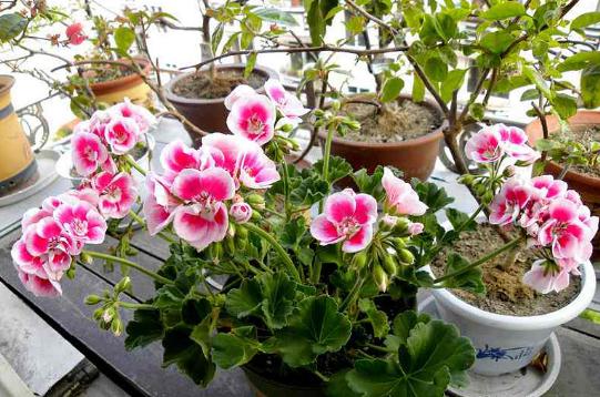 天竺葵刚种上有点枯萎怎么办,天竺葵移栽二天叶子黄了怎么办