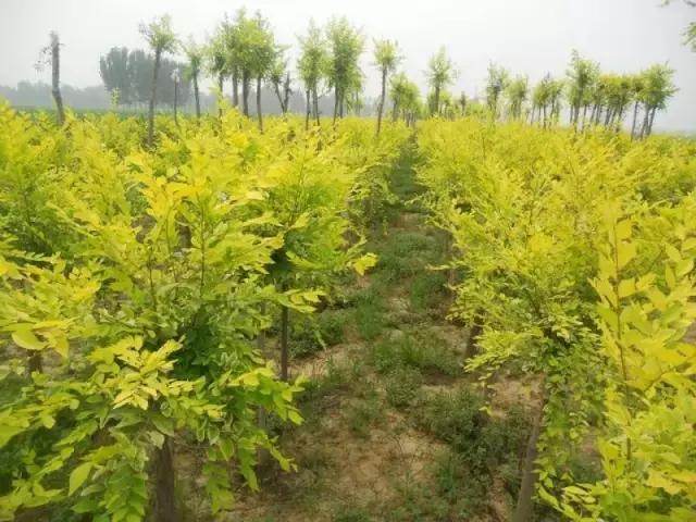 小叶紫檀值不值得购买,小叶紫檀盆景的寓意与象征