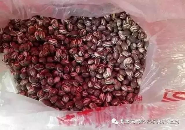 今年夏天，承德有种很小的动物，此神兽攻击力极强摸一下，神魂颠倒，还能吃？而且价格不菲！