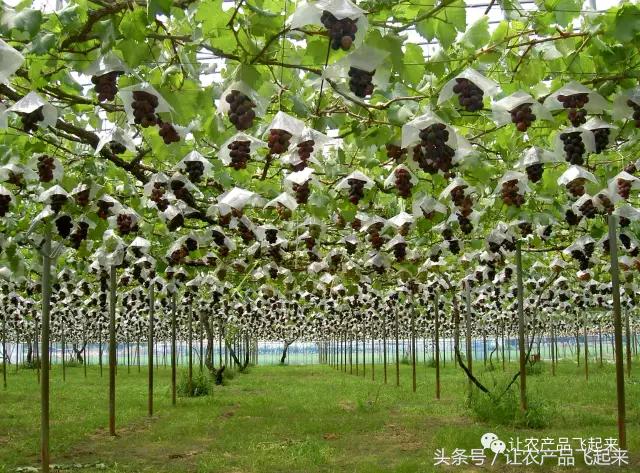 有种葡萄园，卖的不是产品，而是特色