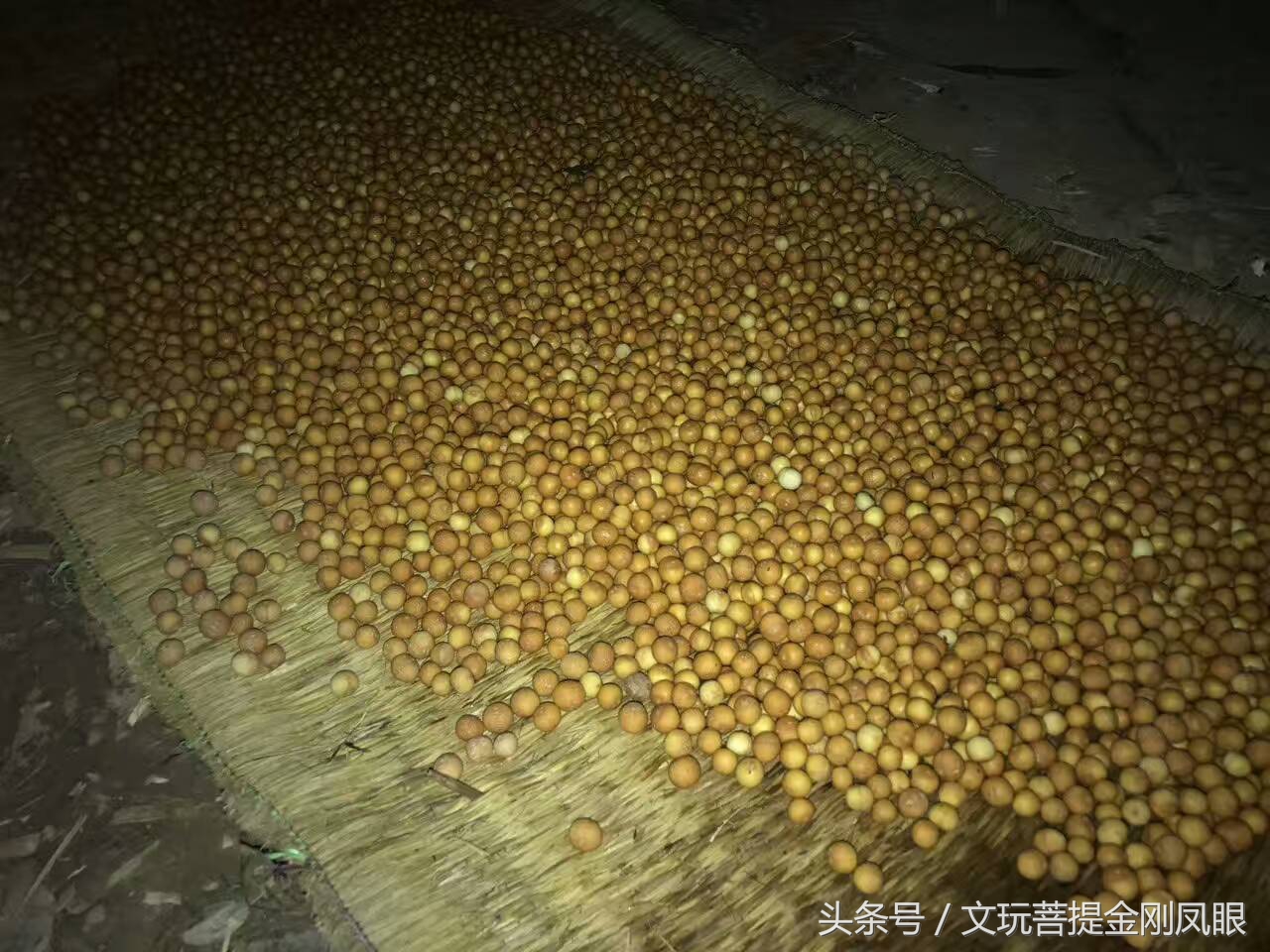 凤眼菩提从下树所有工序,千眼菩提开果过程