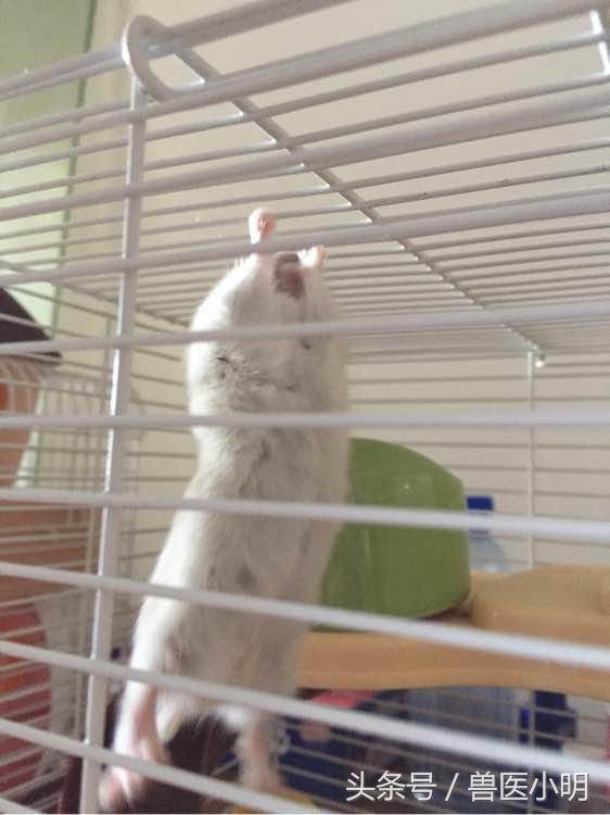 仓鼠中的体操王者，保持这样的姿势半小时，轻而易举