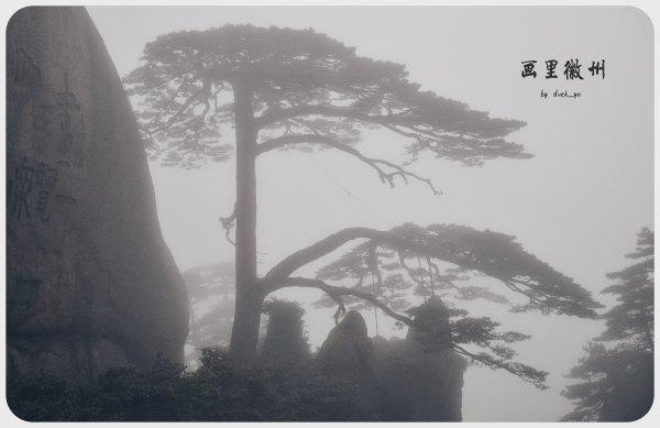 黄山四绝之一奇松介绍,黄山的四绝分别是奇松怪石