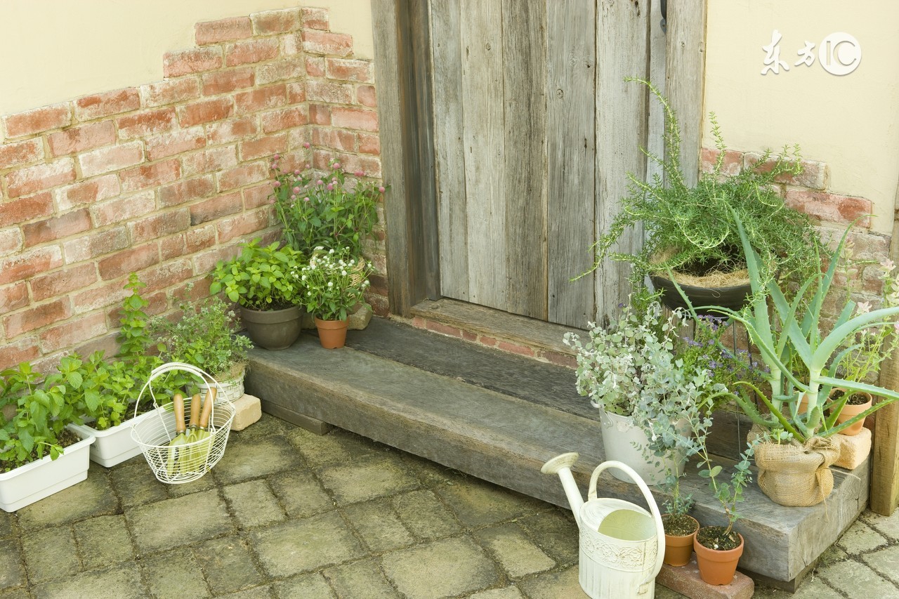 一些草本植物可以美容的图片 (可以美肤的植物有哪些)