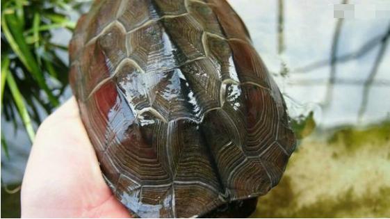 中华草龟和野生草龟的区别,草龟跟中华草龟有什么区别