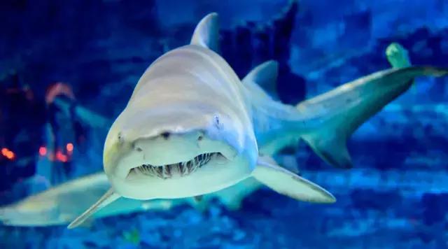 买鱼时学会这2个挑选技巧,买条鱼怎么吃最好