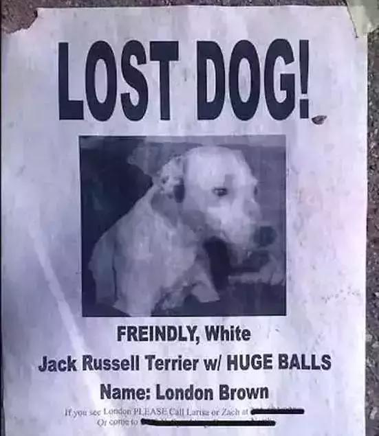 汪星人看约克犬,汪星人看到大批喵星人