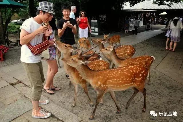 日本奈良美食攻略,日本奈良有什么好吃的