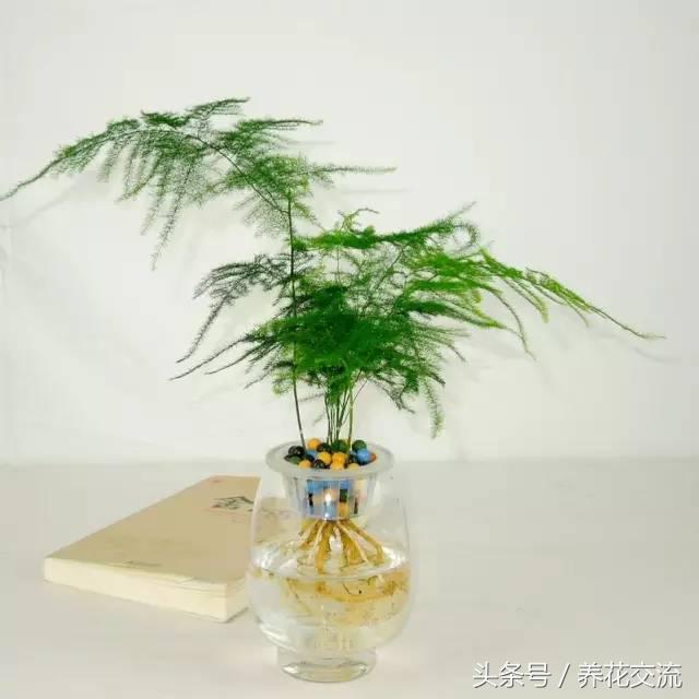 鸿运当头水培植物的养护方法,9种超级好养的水培植物养护下集