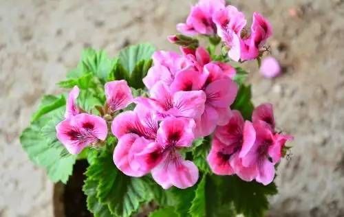 天竺葵刚种上有点枯萎怎么办,天竺葵移栽二天叶子黄了怎么办