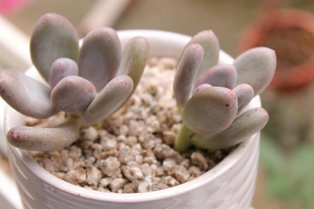 多肉有没有除甲醛的效果,吸附甲醛的多肉