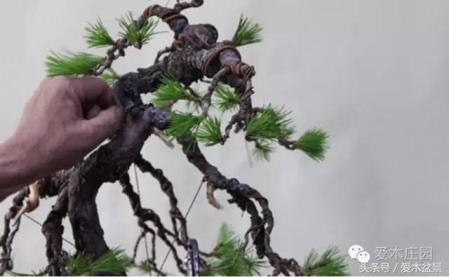 爱木盆景｜文人树《神仙》改作实录，小林国雄亲自示范松树盆景整型，艺术无国界，好的我们需要学习