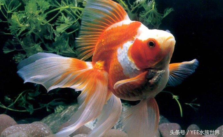 金鱼打架是什么样的,草金鱼打架咋回事