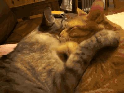 云养猫真的有人爱猫吗,云养猫最近的新闻