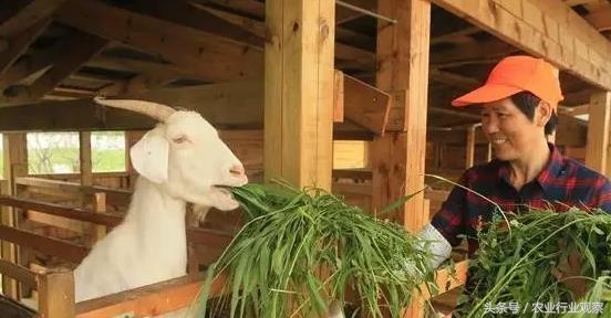 农场经营模式成功案例,农场经营模式和思路