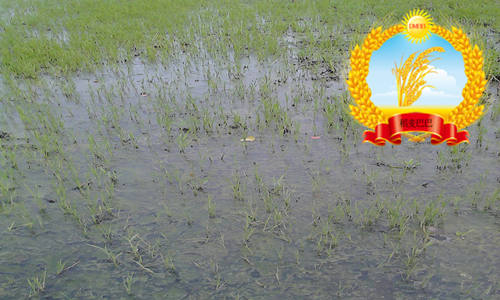 水稻百科知识,水稻上有白色条纹