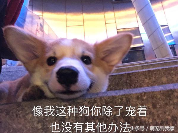 狗宝刚来家里的时候猫咪很生气，没想到后来它们居然合伙偷食吃！